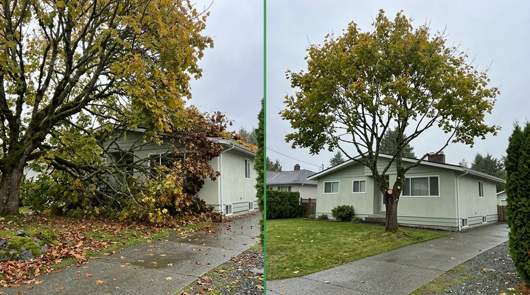 Tree Trimming result in Victoria — Harbour City Tree Trimming